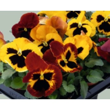 Seminte VIOLA wittrockiana INSPIRE Plus F1 Fire Surprise 1000s