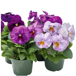 Seminte VIOLA wittrockiana INSPIRE Plus F1 Lavander Blotch Shades 1000s