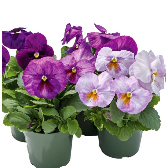 Seminte VIOLA wittrockiana INSPIRE Plus F1 Lavander Blotch Shades 1000s