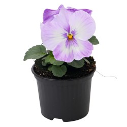 Seminte VIOLA wittrockiana INSPIRE Plus F1 Marina Lavender 1000s