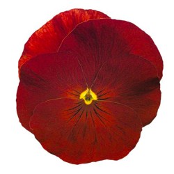 Seminte VIOLA wittrockiana INSPIRE Plus F1 Scarlet 1000s
