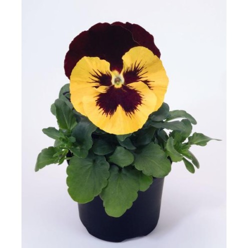 Seminte VIOLA wittrockiana INSPIRE F1 Yellow Red Wing 1000s