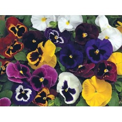 Seminte VIOLA wittrockiana MAMMOTH F1 Mix 1000s
