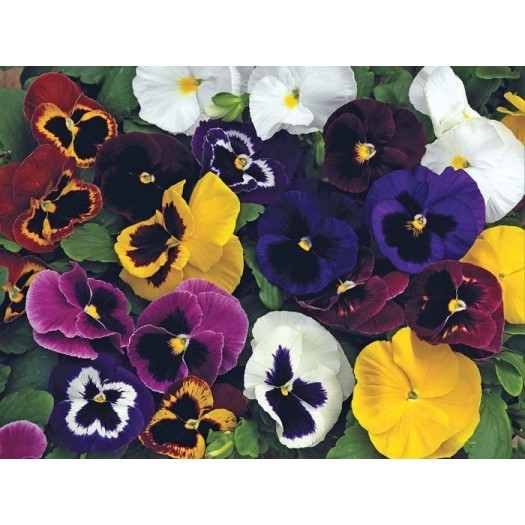 Seminte VIOLA wittrockiana MAMMOTH F1 Mix 1000s