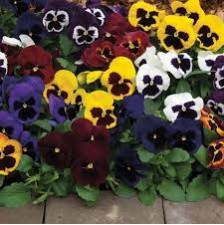 Seminte VIOLA wittrockiana MAMMOTH F1 Mix Masquerade 1000s