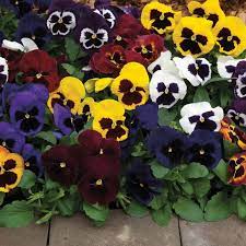 Seminte VIOLA wittrockiana MAMMOTH F1 Mix Masquerade 1000s