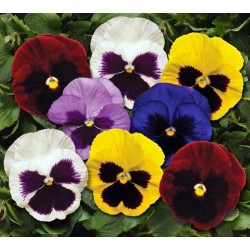 Seminte VIOLA wittrockiana MATRIX Spring F1 Mix Blotch 1000s
