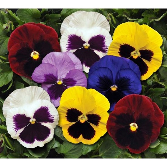 Seminte VIOLA wittrockiana MATRIX Spring F1 Mix Blotch 1000s
