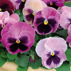 Seminte VIOLA wittrockiana MATRIX Spring F1 Pink Shade 1000s