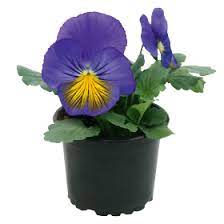 Seminte VIOLA wittrockiana CATS PLUS F1 Blue&Yellow 1000s