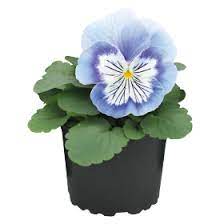 Seminte VIOLA wittrockiana CATS PLUS F1 Marina 1000s