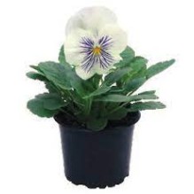 Seminte VIOLA wittrockiana CATS PLUS F1 White 1000s