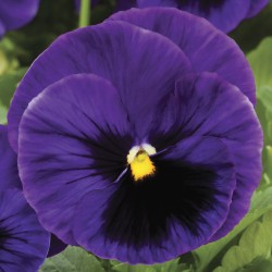 Seminte VIOLA wittrockiana COLOSSUS F1 Deep Blue Blotch 1000s