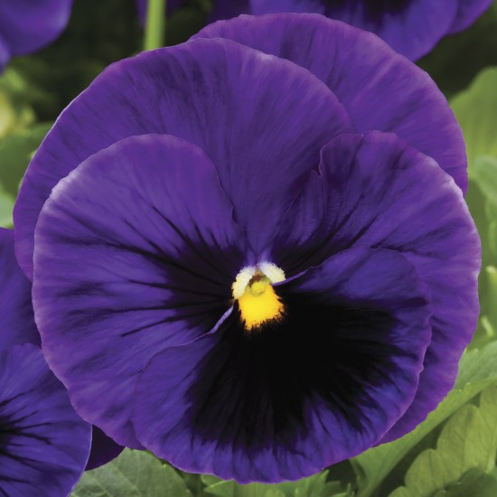 Seminte VIOLA wittrockiana COLOSSUS F1 Deep Blue Blotch 1000s