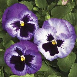 Seminte VIOLA wittrockiana COLOSSUS F1 Lavender Surprise 1000s