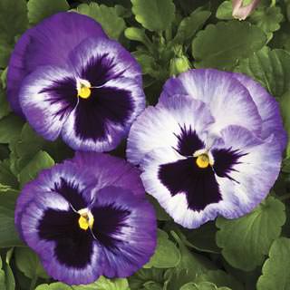 Seminte VIOLA wittrockiana COLOSSUS F1 Lavender Surprise 1000s