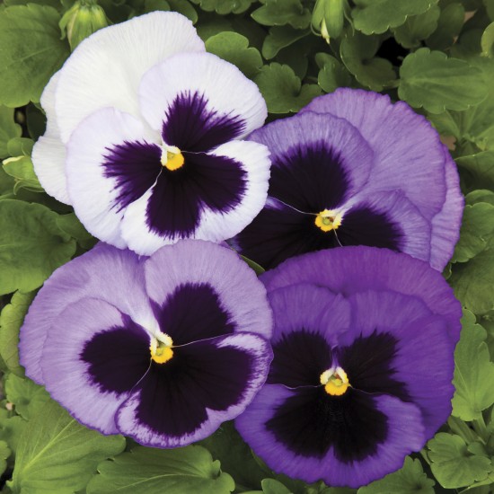 Seminte VIOLA wittrockiana COLOSSUS F1 Ocean 1000s