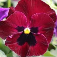 Seminte VIOLA wittrockiana COLOSSUS F1 Red Blotch 1000s