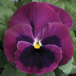 Seminte VIOLA wittrockiana COLOSSUS F1 Rose Blotch 1000s