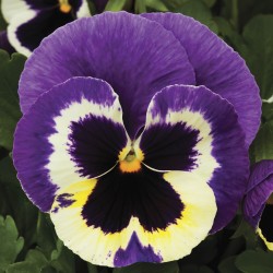 Seminte VIOLA wittrockiana COLOSSUS F1 Tricolor 1000s