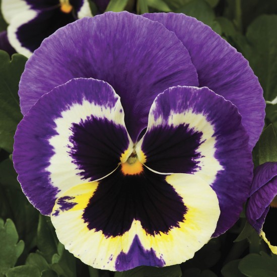 Seminte VIOLA wittrockiana COLOSSUS F1 Tricolor 1000s