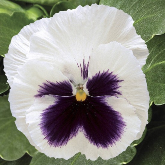 Seminte VIOLA wittrockiana COLOSSUS F1 White Blotch 1000s