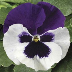Seminte VIOLA wittrockiana COLOSSUS F1 White Purple Wing 1000s