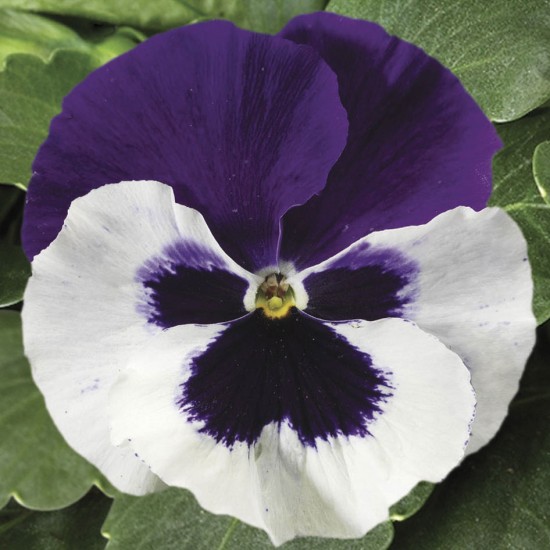 Seminte VIOLA wittrockiana COLOSSUS F1 White Purple Wing 1000s