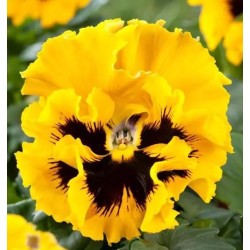 Seminte VIOLA wittrockiana FRIZZLE SIZZLE F1 Yellow 1000s