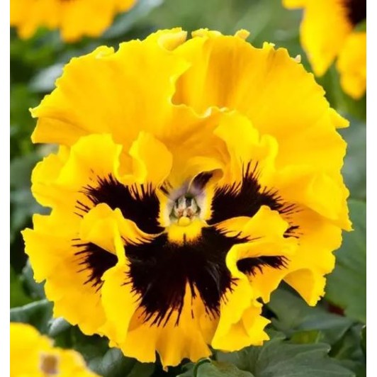 Seminte VIOLA wittrockiana FRIZZLE SIZZLE F1 Yellow 1000s