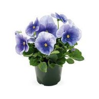 Seminte VIOLA wittrockiana INSPIRE Plus F1 Light Blue 1000s