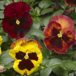 Seminte VIOLA wittrockiana KARMA F1 Copperfield 1000s