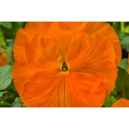 Seminte VIOLA wittrockiana KARMA F1 Deep Orange 1000s