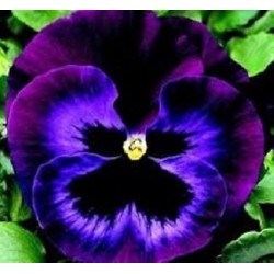 Seminte VIOLA wittrockiana KARMA F1 Midnight Sun 1000s