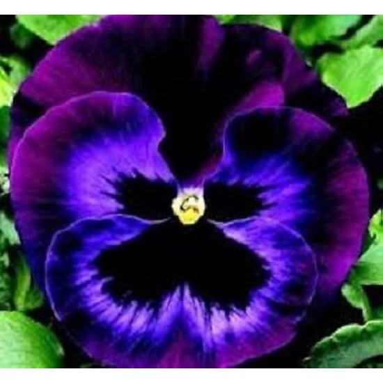 Seminte VIOLA wittrockiana KARMA F1 Midnight Sun 1000s