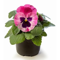 Seminte VIOLA wittrockiana KARMA F1 Strawberry Cream 1000s