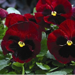 Seminte VIOLA wittrockiana MAMMOTH F1 Big Red 1000s