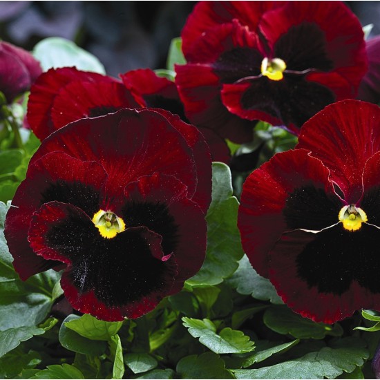 Seminte VIOLA wittrockiana MAMMOTH F1 Big Red 1000s