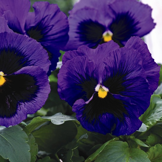 Seminte VIOLA wittrockiana MAMMOTH F1 Blue-ti-Ful 1000s