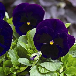 Seminte VIOLA wittrockiana MAMMOTH F1 Deep Blue Dazzle 1000s