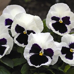 Seminte VIOLA wittrockiana MAMMOTH F1 Glamarama White 1000s
