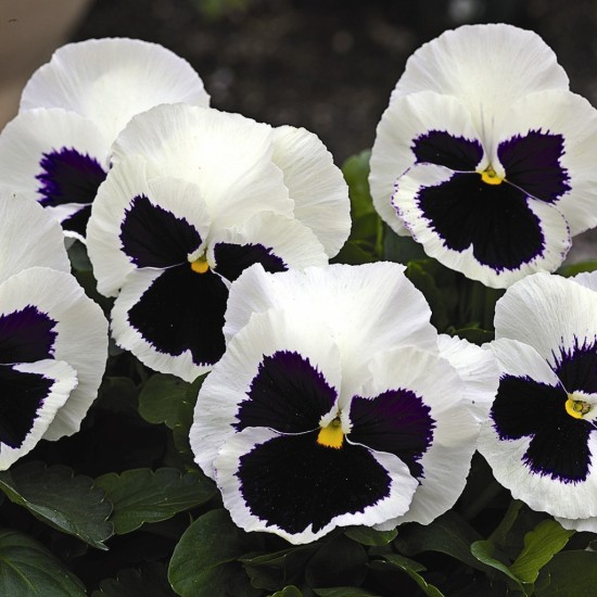 Seminte VIOLA wittrockiana MAMMOTH F1 Glamarama White 1000s