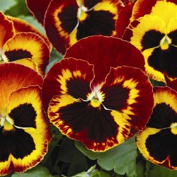 Seminte VIOLA wittrockiana MAMMOTH F1 On Fire 1000s