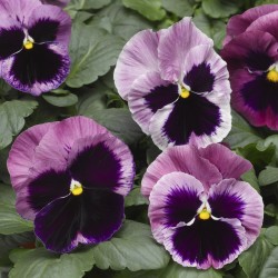 Seminte VIOLA wittrockiana MAMMOTH F1 Pink Berry 1000s