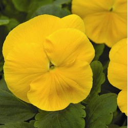 Seminte VIOLA wittrockiana MAMMOTH F1 Prima Yellorina 1000s