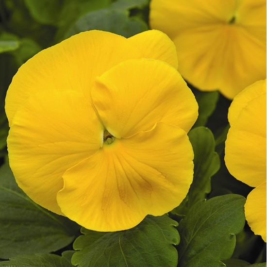 Seminte VIOLA wittrockiana MAMMOTH F1 Prima Yellorina 1000s