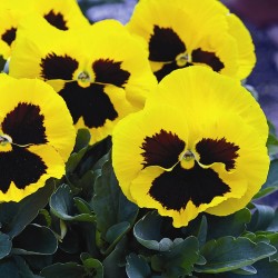 Seminte VIOLA wittrockiana MAMMOTH F1 Queen Yellow Bee 1000s