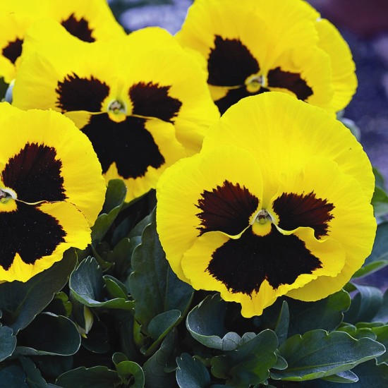 Seminte VIOLA wittrockiana MAMMOTH F1 Queen Yellow Bee 1000s