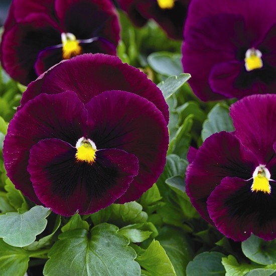 Seminte VIOLA wittrockiana MAMMOTH F1 Rocky Rose 1000s