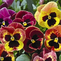 Seminte VIOLA wittrockiana MAMMOTH F1 Sangria Punch 1000s